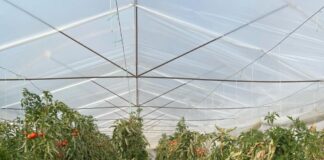 Rriten me 10% eksportet bujqësore gjatë gjysmës së parë të vitit