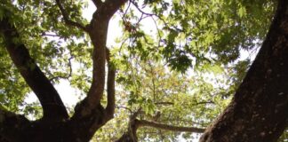 Elbasani i rrapeve 700-vjeçare