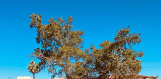 Në hijen e Rrapit të Bezistanit:Kujtesa shekullore e Elbasanit