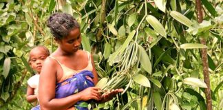 Njihuni me “arin e gjelbër”, vaniljen, që kushton më shumë se argjendi