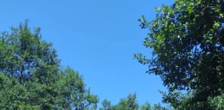 Monumenti i Natyrës “Pylli aluvial i Shushicës” – një destinacion i rrallë pranë Elbasanit(Foto Galeri)