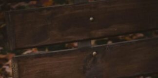 “Vjeshta në 8 Fakte – Kur natyra vishet me ngjyra dhe kuptime”