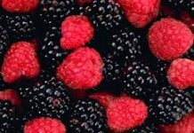 Manaferrat – Thesari i egër i natyrës shqiptare