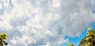 Rrushi – Thesari i vjeshtës dhe bekimi i vreshtave shqiptare