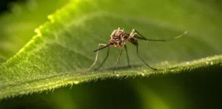 Cili vend nuk vizitohet nga mushkonjat dhe pse?