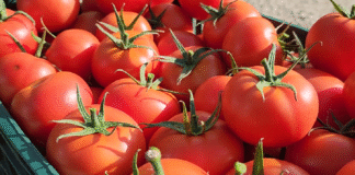 Ekskluzive/ Domatet shqiptare me nivele të larta pesticidesh, Prokuroria e Beratit firmos urdhër-arreste. Si produkti arriti të kalonte doganën me fatura fiktive