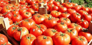 Domatet – Të kuqet e shëndetit!