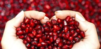 Shega – Mbretëresha e vjeshtës