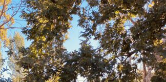 Shushica, fshati që vjen nga lashtësia