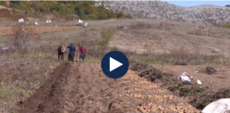 Fshati i 10 mijë ton patateve, Stëbleva prodhon pataten më të kërkuar, por çmimi i shitjes është i ulët