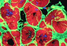 Studimi: Një gjen miqësor ndaj zemrës ndihmon të riparohet pas një ataku kardiak