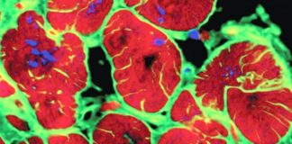 Studimi: Një gjen miqësor ndaj zemrës ndihmon të riparohet pas një ataku kardiak