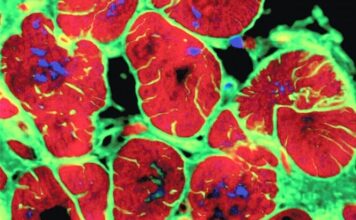 Studimi: Një gjen miqësor ndaj zemrës ndihmon të riparohet pas një ataku kardiak