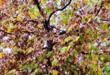 Kushte atmosferike të paqëndrueshme dhe reshje shiu, parashikimi i motit për këtë të mërkurë