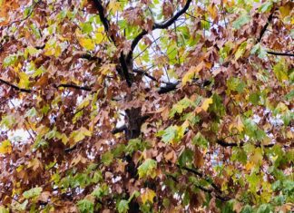 Kushte atmosferike të paqëndrueshme dhe reshje shiu, parashikimi i motit për këtë të mërkurë