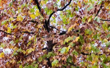 Kushte atmosferike të paqëndrueshme dhe reshje shiu, parashikimi i motit për këtë të mërkurë
