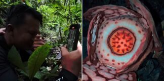 Një shkencëtar zbulon një nga bimët më të rralla në botë në Sumatra që… e bëri të qante