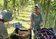 BBC artikull agroturizmit dhe kulinarisë shqiptare, Rama: Recetat tradicionale të gjysheve shqiptare një pikë e fortë