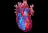 Shkencëtarët kanë gjetur një mënyrë për të ndihmuar zemrën e njeriut të shërohet vetë, gjetjet janë mbresëlënëse