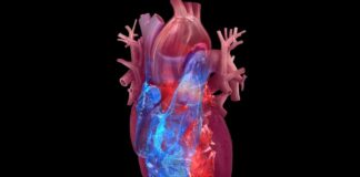 Shkencëtarët kanë gjetur një mënyrë për të ndihmuar zemrën e njeriut të shërohet vetë, gjetjet janë mbresëlënëse