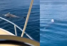 Foto/ E rrallë në Vlorë, delfini përpiqet të ndihmojë ‘shokun’ e ngordhur në det