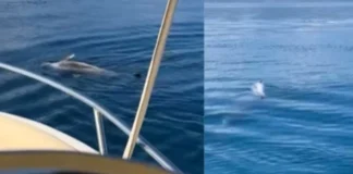 Foto/ E rrallë në Vlorë, delfini përpiqet të ndihmojë ‘shokun’ e ngordhur në det