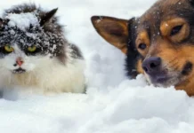 Edhe pse kanë qime, a kanë vërtetë ftohtë kafshët?! Ja se si qëndron e vërteta…