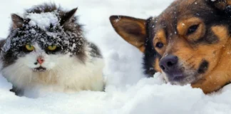 Edhe pse kanë qime, a kanë vërtetë ftohtë kafshët?! Ja se si qëndron e vërteta…