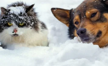 Edhe pse kanë qime, a kanë vërtetë ftohtë kafshët?! Ja se si qëndron e vërteta…