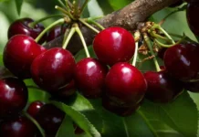 Ankand rekord i qershive në Japoni, një kuti me cilësi të lartë shitet për rreth 10,000 euro