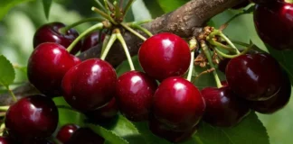 Ankand rekord i qershive në Japoni, një kuti me cilësi të lartë shitet për rreth 10,000 euro