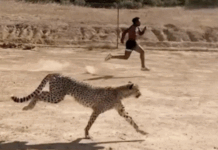 Gara më e shpejtë në botë, IShowSpeed sfidon një gepard dhe zbulon kufijtë njerëzorë