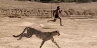 Gara më e shpejtë në botë, IShowSpeed sfidon një gepard dhe zbulon kufijtë njerëzorë