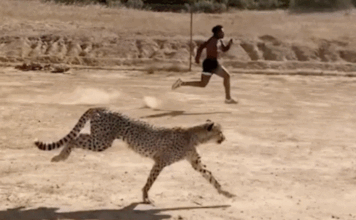 Gara më e shpejtë në botë, IShowSpeed sfidon një gepard dhe zbulon kufijtë njerëzorë