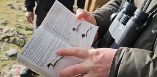 Regjistrohen zogjtë/ Në liqenet e Prespës shtohen shpendët e rrallë, do numërohen edhe në Ohër