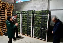 Gledian Llatja viziton investimin bujqësor në Jagodinë, model zhvillimi nga prodhimi te eksporti