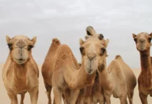 Arabia Saudite lëshon pasaporta për devetë, ja cila është arsyeja