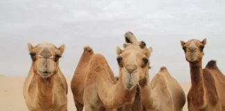 Arabia Saudite lëshon pasaporta për devetë, ja cila është arsyeja