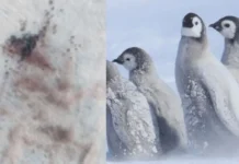 Alarm në Antarktidë, mijëra pinguinë perandorë mund të kenë ngrirë pas zhdukjes së akullit