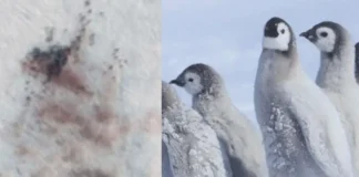 Alarm në Antarktidë, mijëra pinguinë perandorë mund të kenë ngrirë pas zhdukjes së akullit