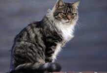 Studiuesit zbulojnë mënyrën më të thjeshtë për të zgjatur jetën e maceve shtëpiake