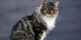 Studiuesit zbulojnë mënyrën më të thjeshtë për të zgjatur jetën e maceve shtëpiake