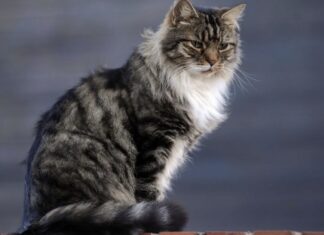 Studiuesit zbulojnë mënyrën më të thjeshtë për të zgjatur jetën e maceve shtëpiake