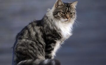 Studiuesit zbulojnë mënyrën më të thjeshtë për të zgjatur jetën e maceve shtëpiake