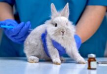 FDA i jep fund testimeve mbi kafshët, rrugë alternative për zhvillimin e barnave