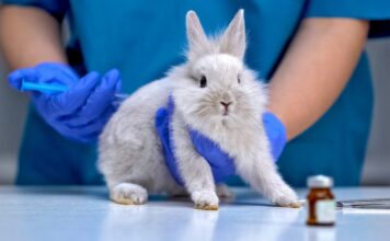 FDA i jep fund testimeve mbi kafshët, rrugë alternative për zhvillimin e barnave