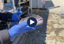 Peshku helmues në ujërat tona, specia e rrezikshme rikthehet dhe kapet nga peshkatarët në Vlorë: Nuk duhet ta hani