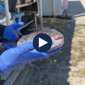 Peshku helmues në ujërat tona, specia e rrezikshme rikthehet dhe kapet nga peshkatarët në Vlorë: Nuk duhet ta hani