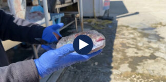Peshku helmues në ujërat tona, specia e rrezikshme rikthehet dhe kapet nga peshkatarët në Vlorë: Nuk duhet ta hani