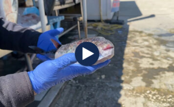 Peshku helmues në ujërat tona, specia e rrezikshme rikthehet dhe kapet nga peshkatarët në Vlorë: Nuk duhet ta hani